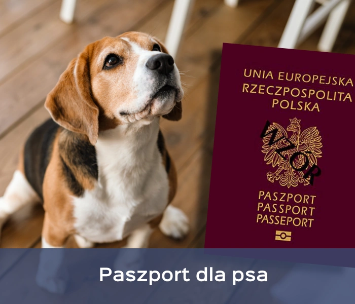Czym jest paszport dla psa i jak go wyrobić?